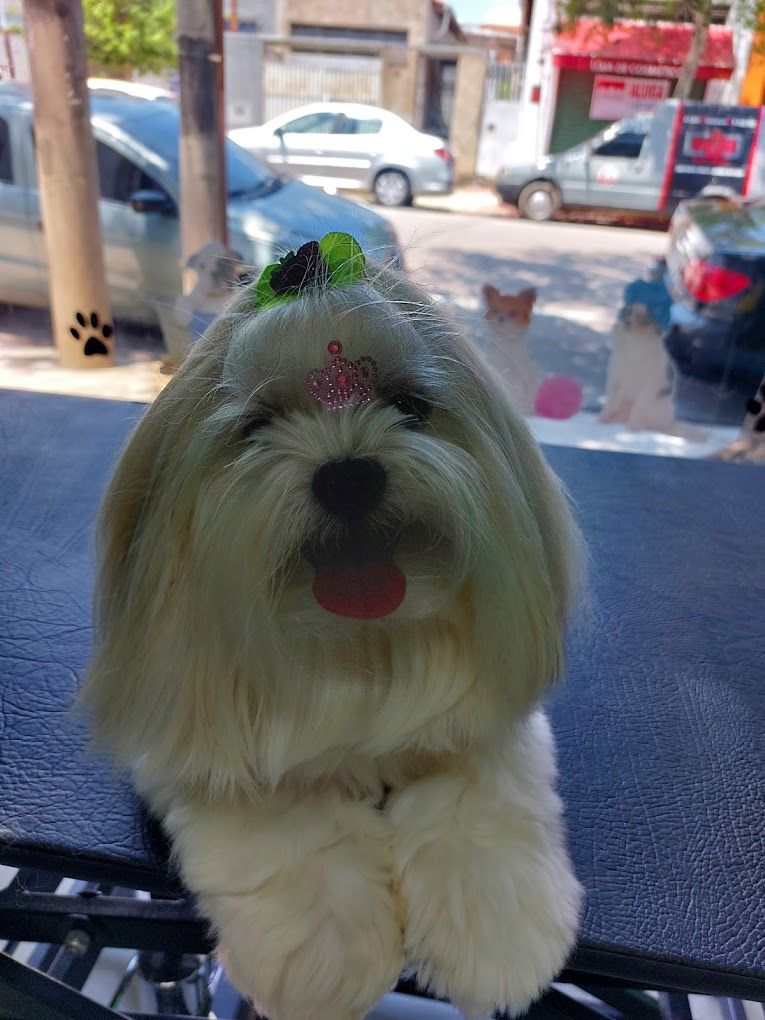 Antes e depois - Pet 1