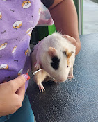 Antes e depois - Pet 3