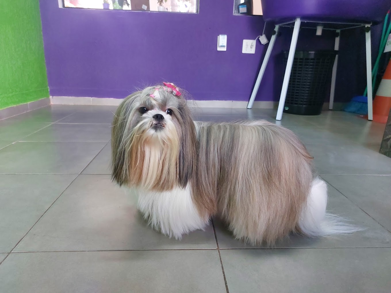 Antes e depois - Pet 4