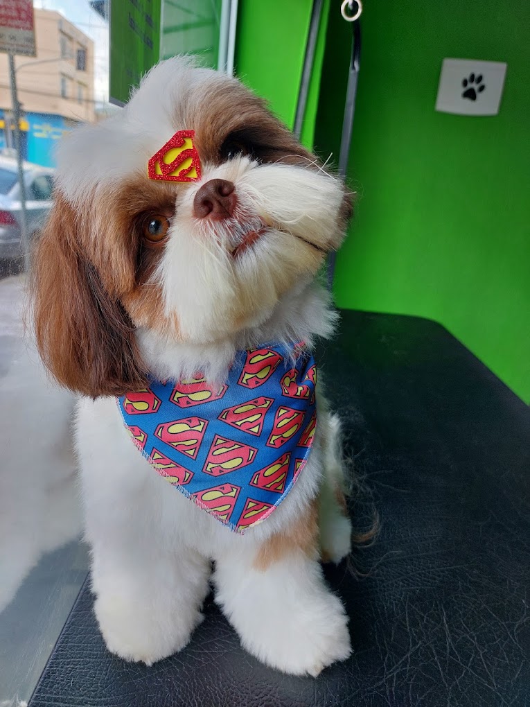 Antes e depois - Pet 2