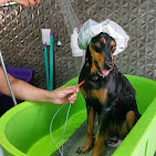 Antes e depois - Pet 6