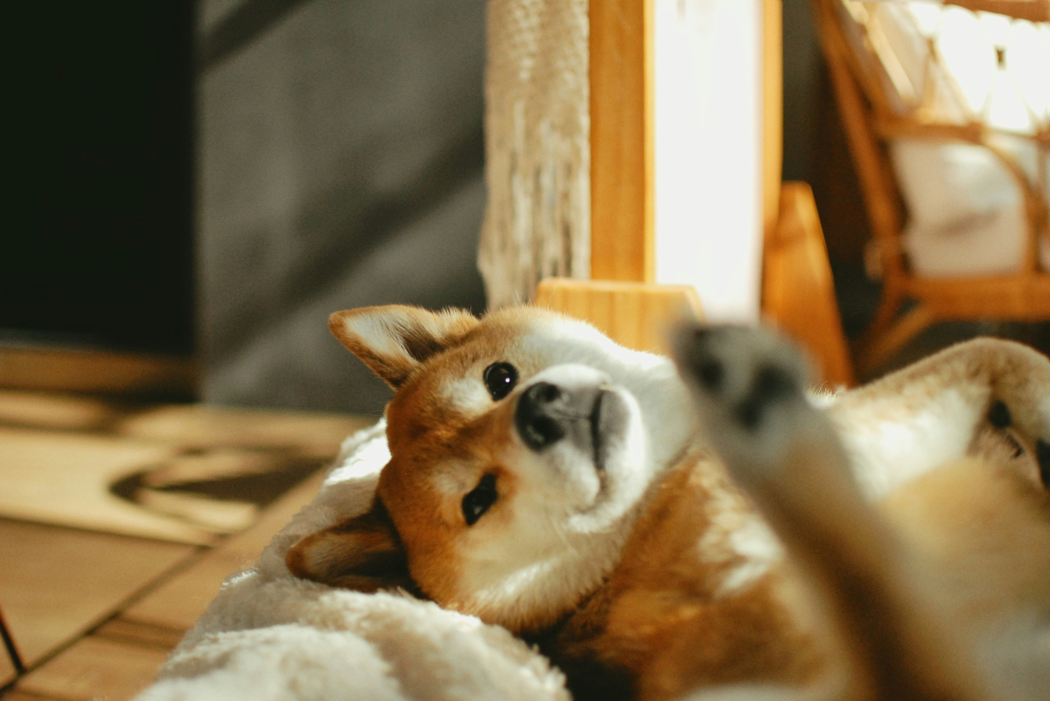 Respeitando o tempo de cada pet - cuidado paciente e calmo